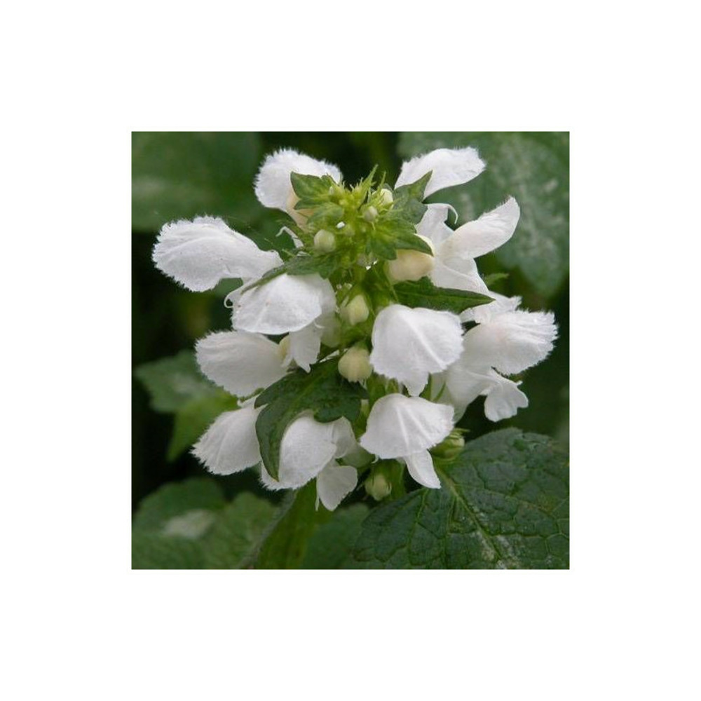 Lamier maculé album godet - 5/20 cm