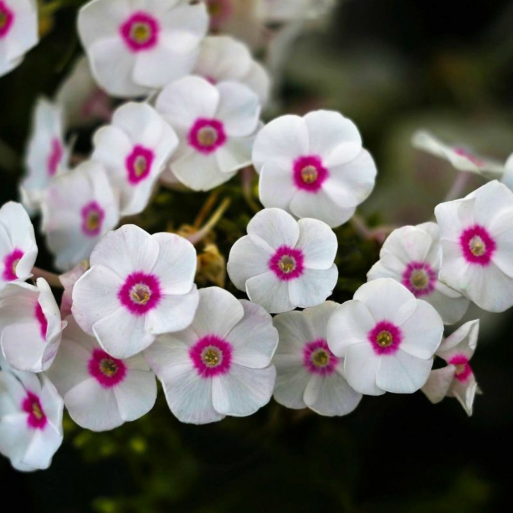3 phlox 'graf zeppelin'