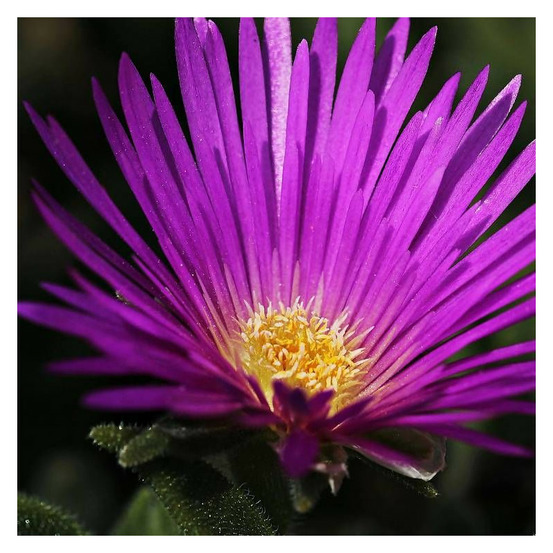 Delosperma cooperi, pourpier vivace lot de 9 godets