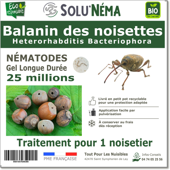 Solunéma - Balanin des noisettes- Nématodes Heterorhabditis Bacteriophora (HB) 25 millions pour 1 noisetier