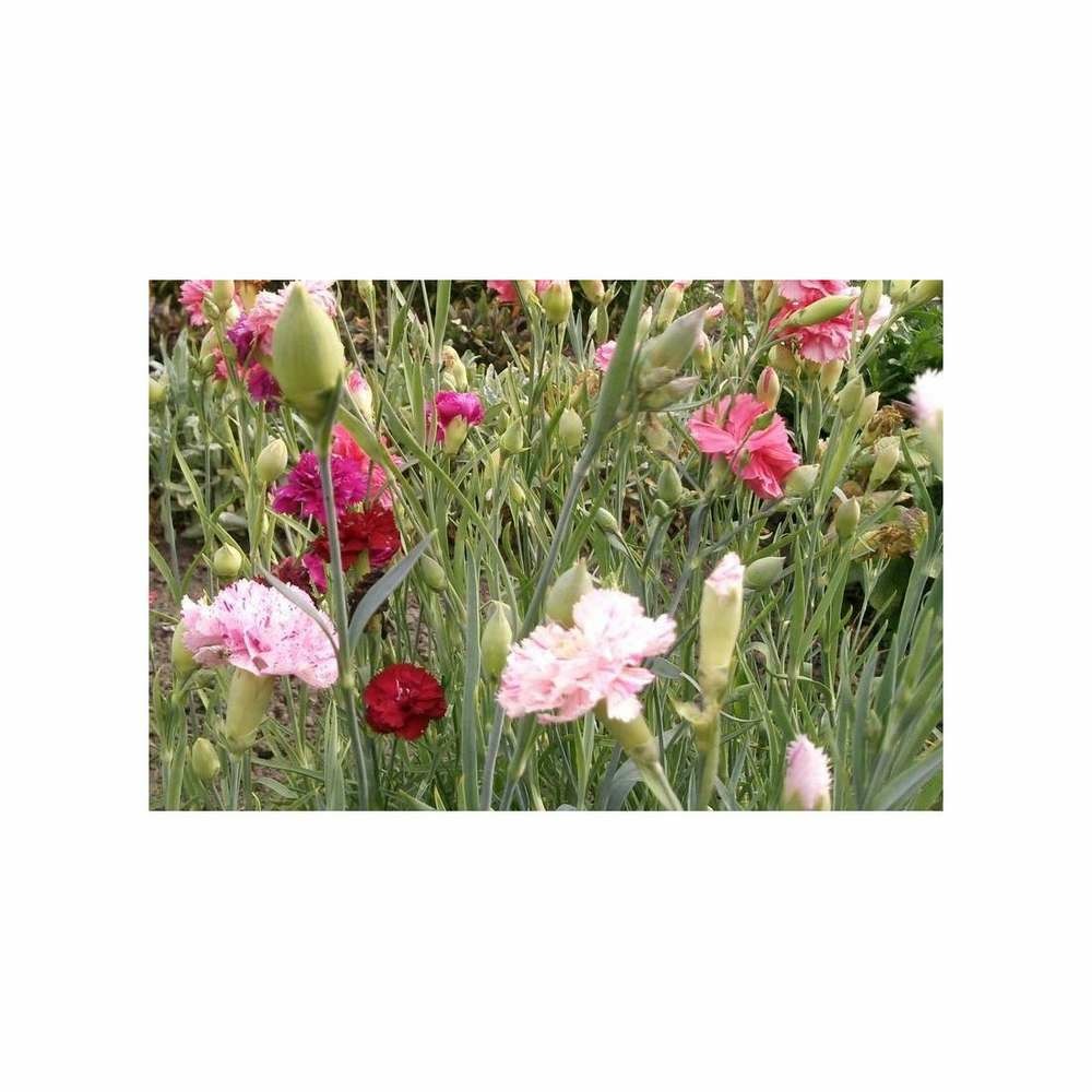 Oeillet Enfants de Nice à fleur double varié