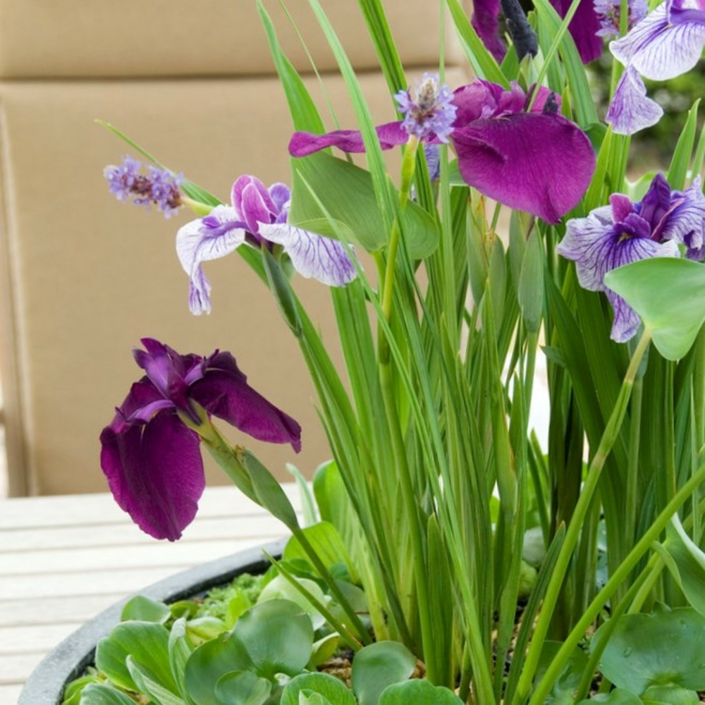 Lot de 3 - iris kaempferi - iris du japon - violet - plantes de bassin - hauteur 20-30 cm - pot 9 cm