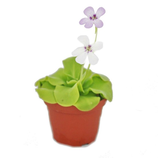 Grassette - pinguicula - variété surprise - pot 9cm