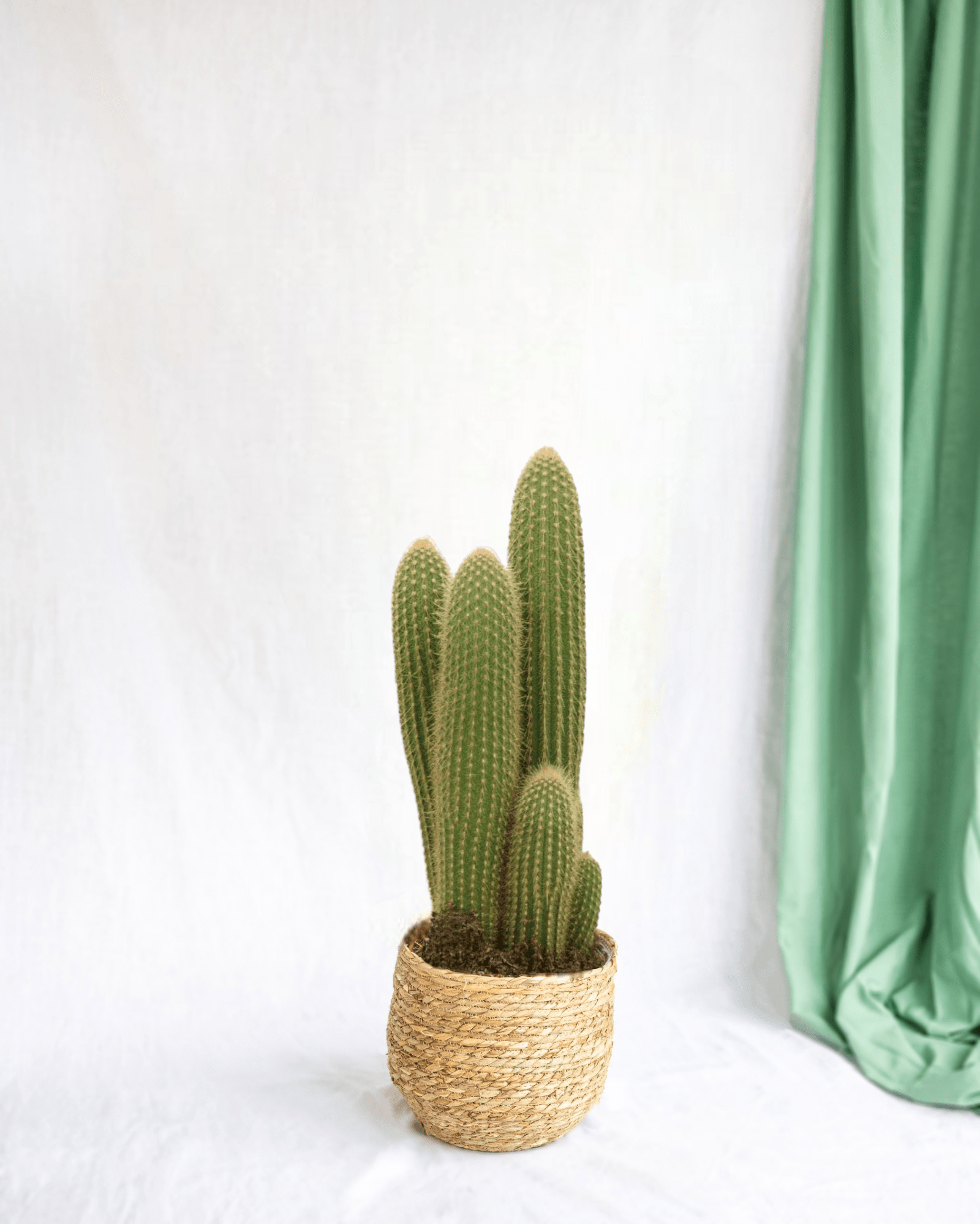 Vatricania guentheri h55cm - cactus d'intérieur