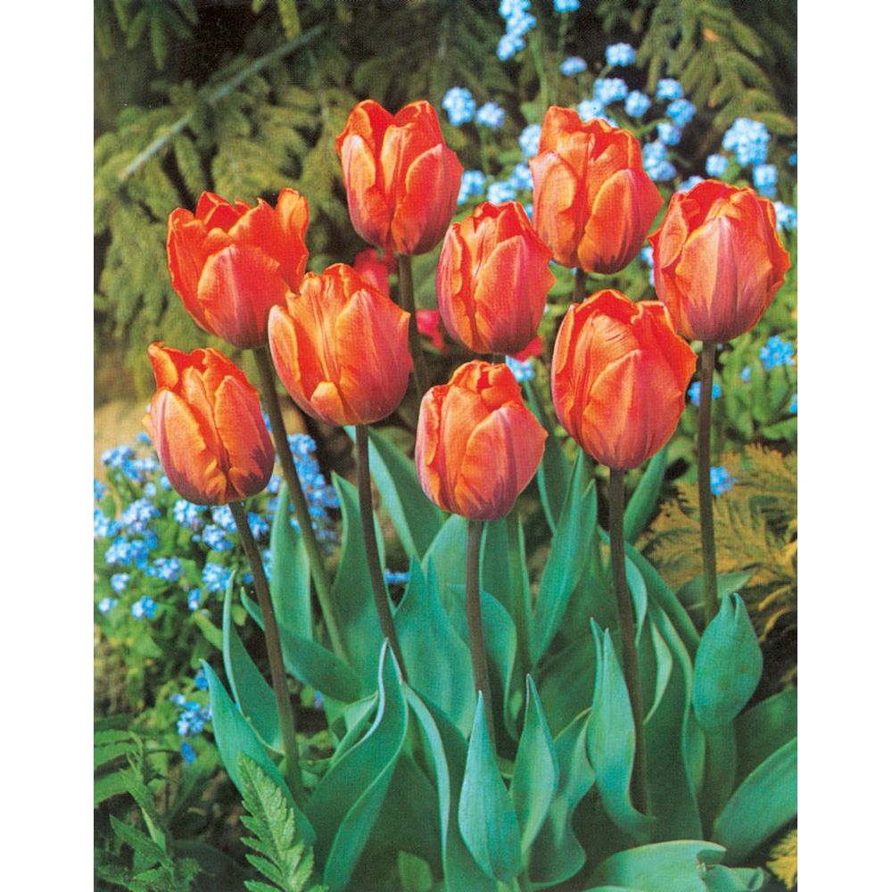Tulipe princesse irène - 10 bulbes