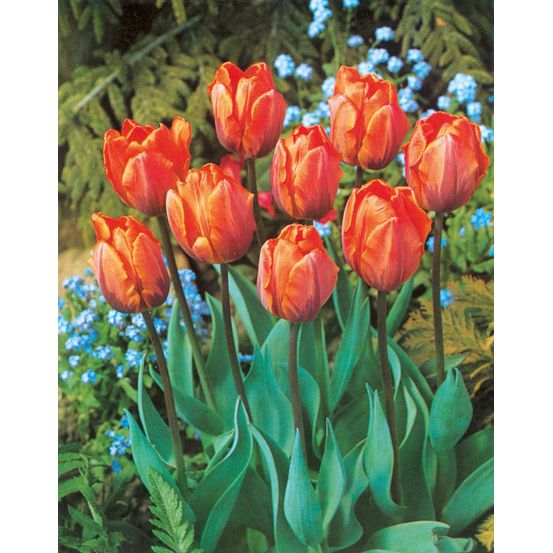 Tulipe princesse irène - 10 bulbes