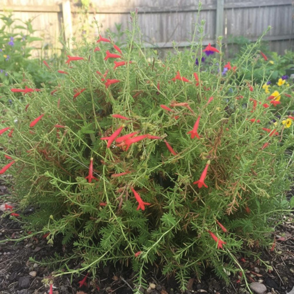 Penstemon pinifolius lot de 5 godets