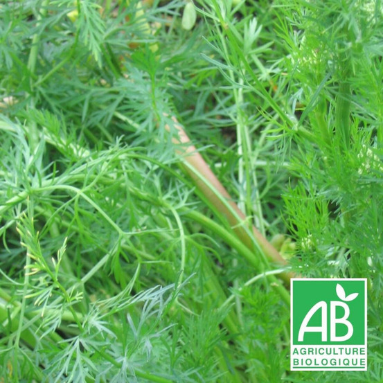 Cumin des près, carvi - sans traitement godet - 5/20 cm