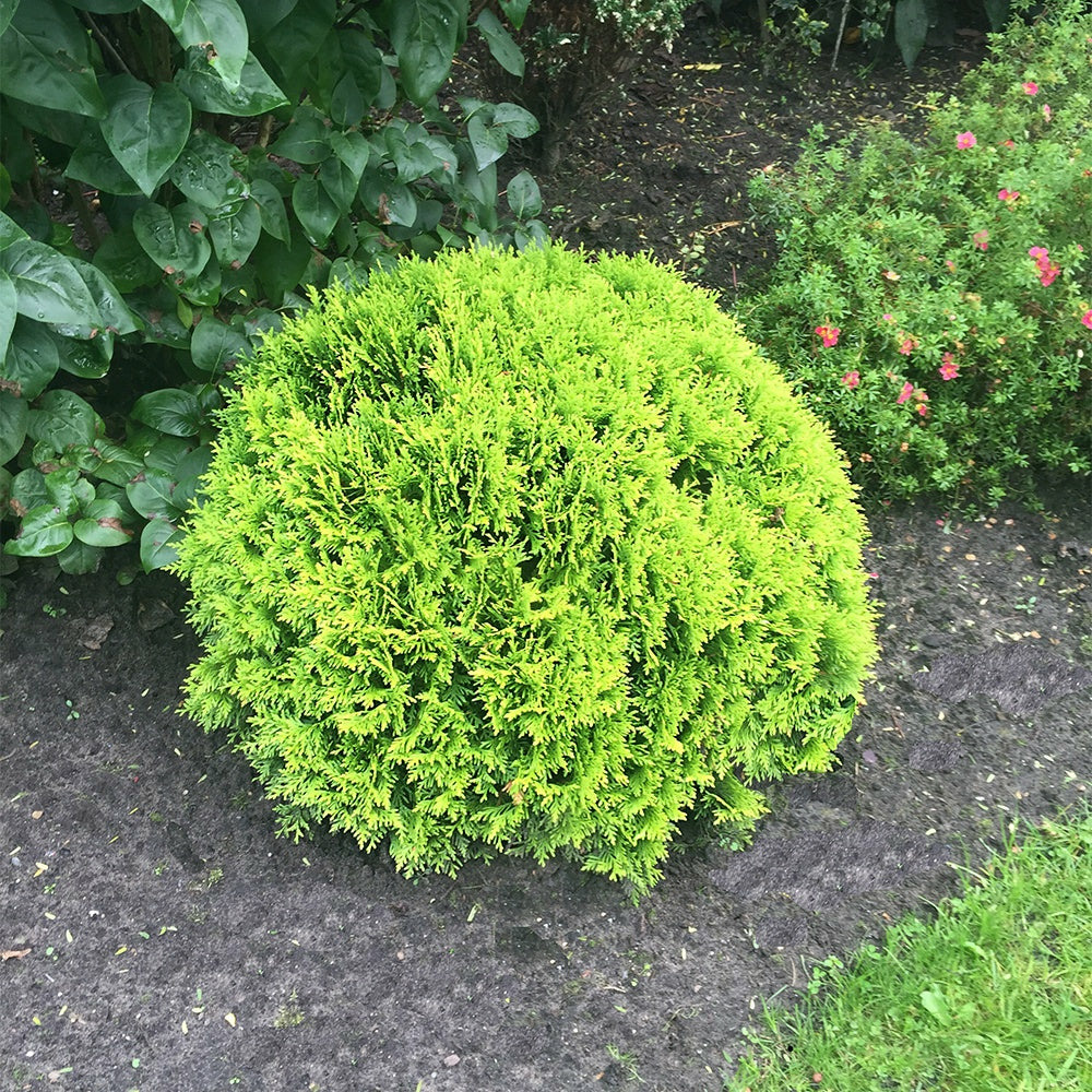 Thuya du canada mirjam - le pot / ø 9cm, vendu par lot de 6