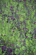 Sauge X jamensis Violette de Loire® 'Barsal' C 3 litres