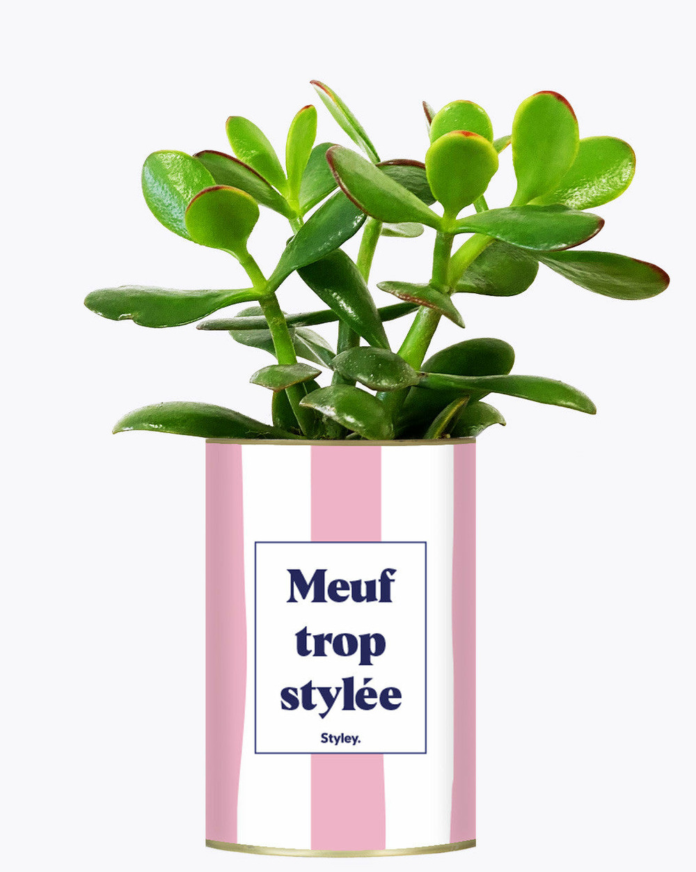 Plante à message - meuf trop stylée - plante