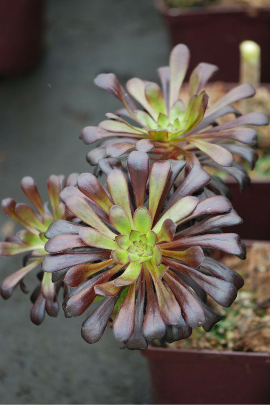 Aeonium en arbre 'schwarzkopf' - en pot de 3 litres