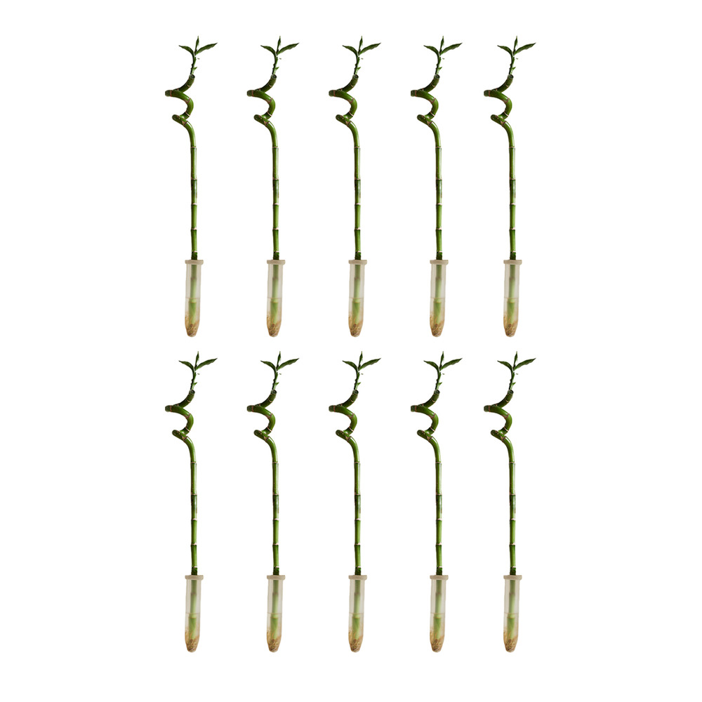 Lot de 10 - dracaena sanderiana - lucky bamboo - lucky bamboo - plantes d'intérieur - h. 40-50 cm