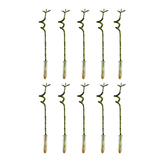 Lot de 10 - dracaena sanderiana - lucky bamboo - lucky bamboo - plantes d'intérieur - h. 40-50 cm