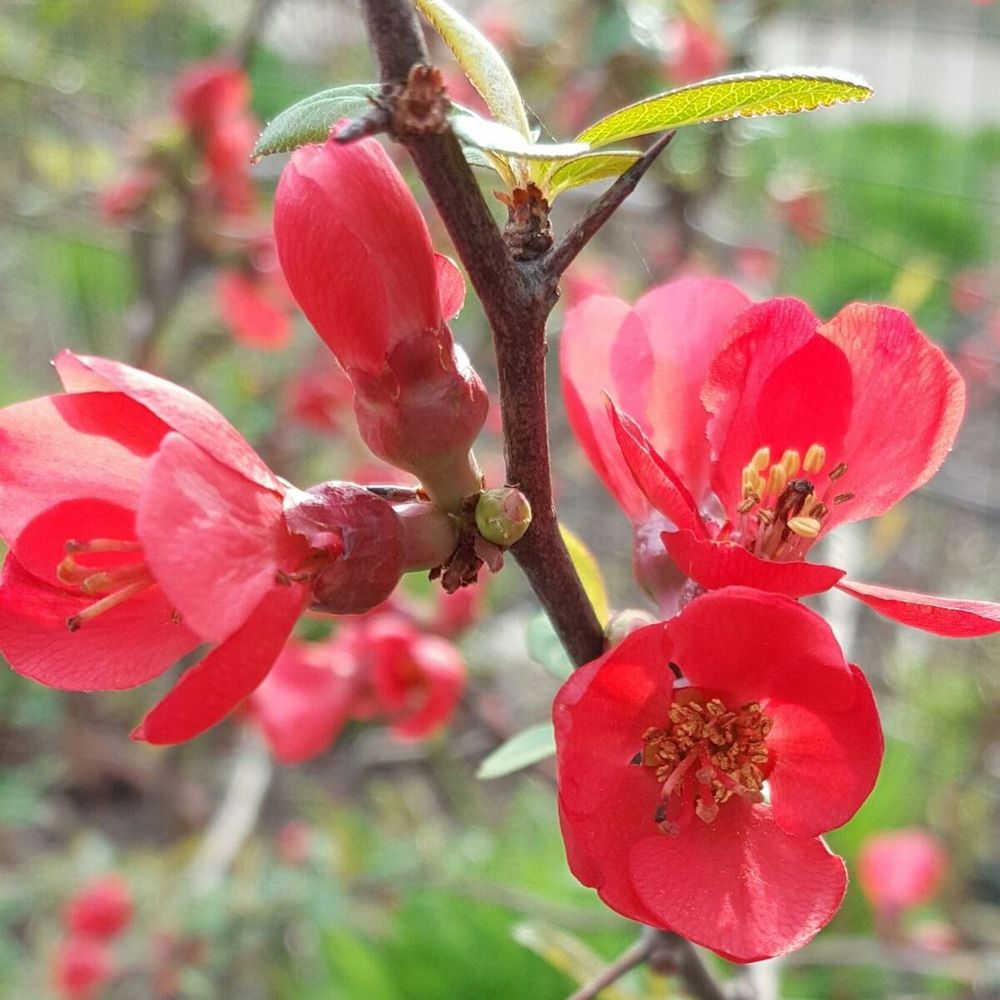 Cognassier du japon umbilicata, chaenomeles pot de 3 l - 40/60 cm