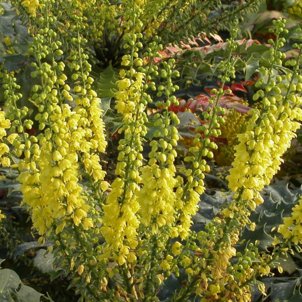 Mahonia charity pot de 3l - 20/40 cm