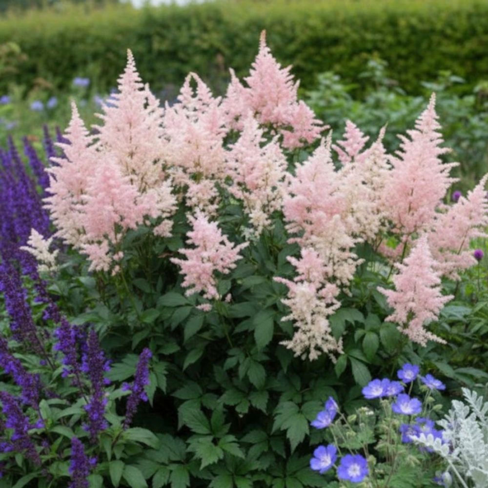 Astilbe du japon peach blossom lot de 5 godets
