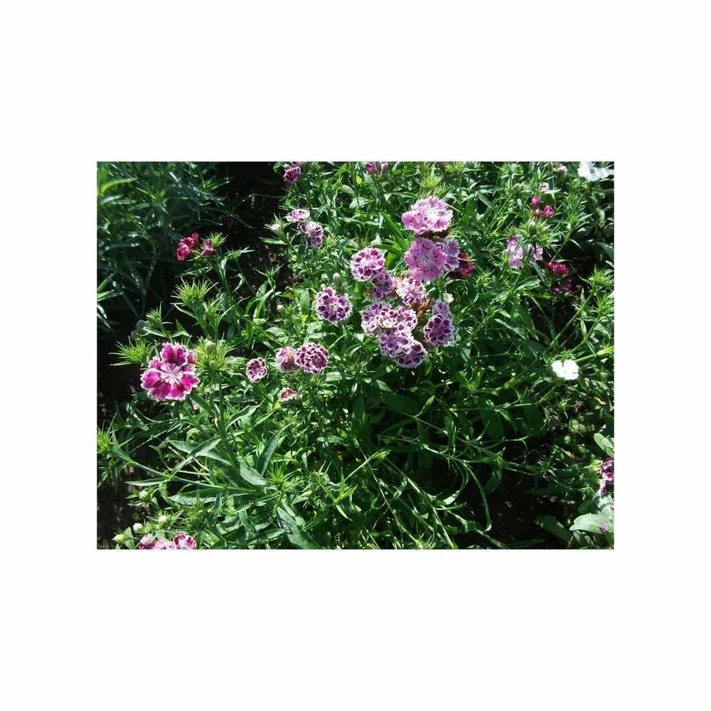 Oeillet de Chine double variÃ©