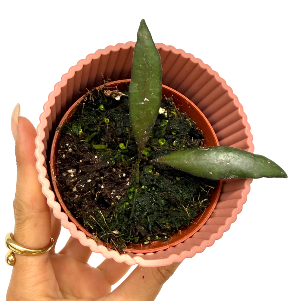 Hoya red moon - pot de 8cm