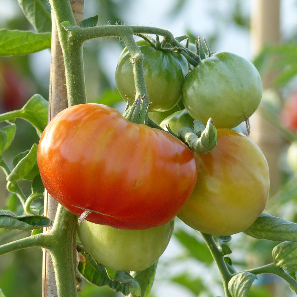 Tomate hyb f1 'montfavet' pot de 10 cm/11cm