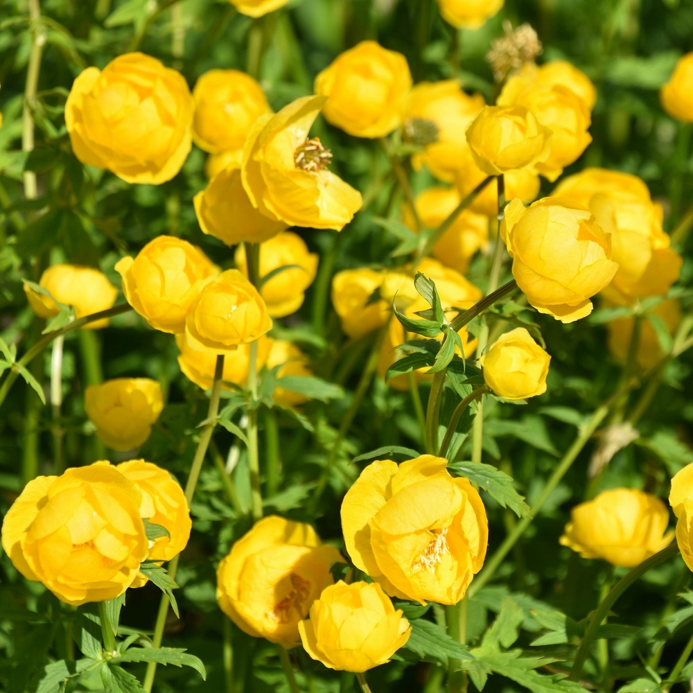 Trolle d'europe - le pot / ø 9cm