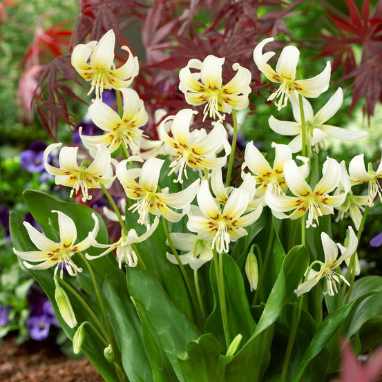 Erythrone white beauty - le sachet de 1 bulbe / calibre i