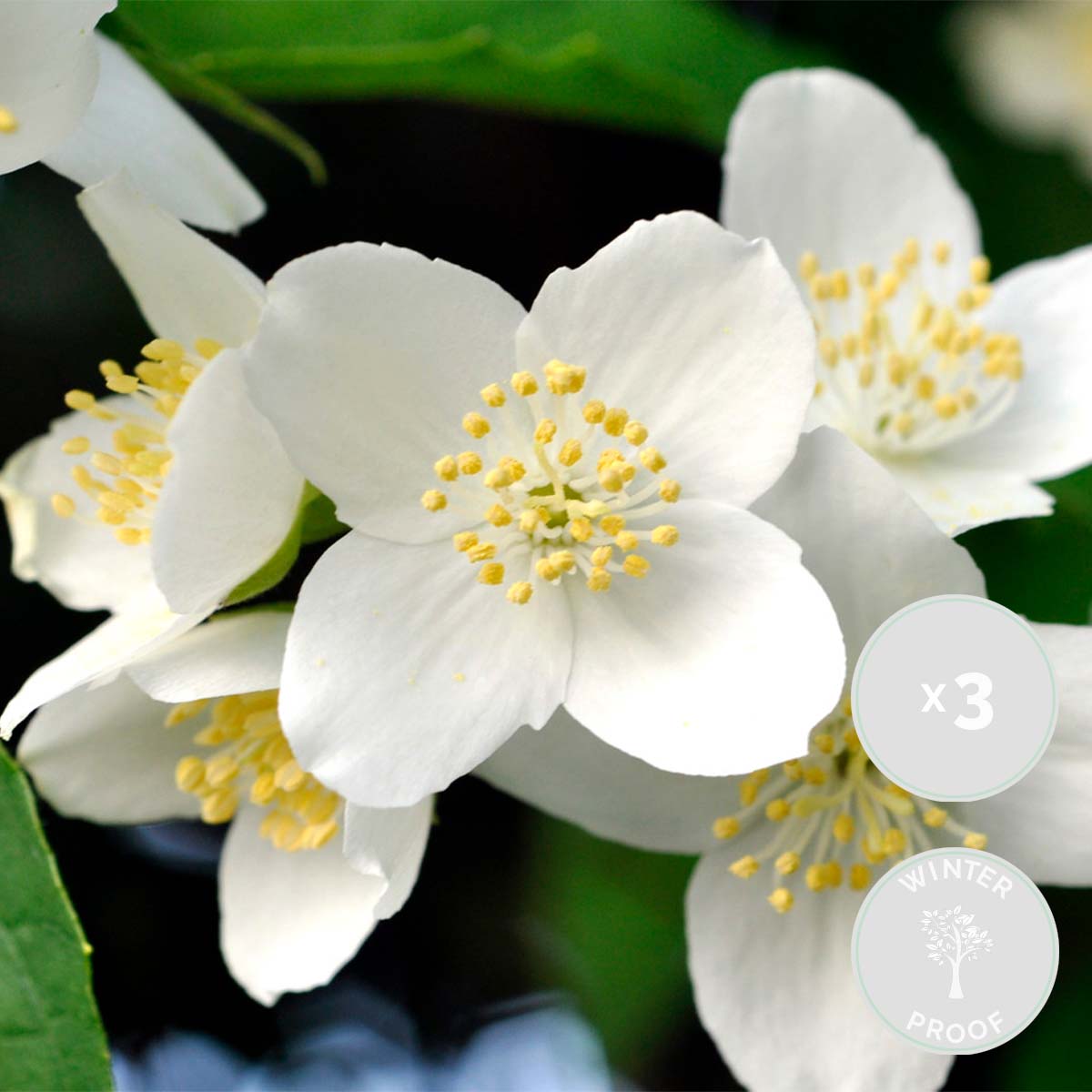 3x philadelphus 'lemoinei' - jasmin des fermiers - plante d'extérieur - rustique - ⌀9 cm - ↕25-35 cm