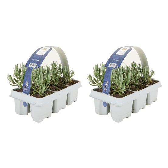 Lot de 12 - lavandula angustifolia 'white' - lavande - h. 10-20 cm