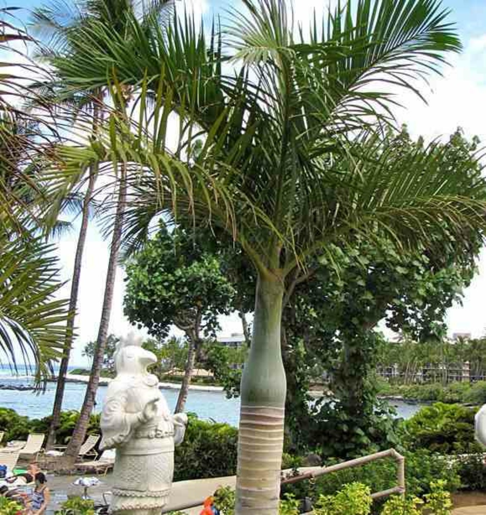 Hyophorbe verschaffeltii ( palmiste marron, palmier bouteille) spécimen pot de 80l - 150/175cm