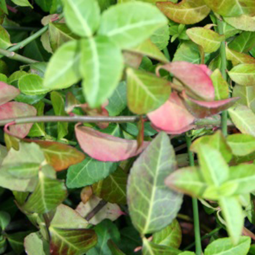 2 x fusain persistant 'coloratus' - euonymus fortunei 'coloratus'  - 20-30 cm pot