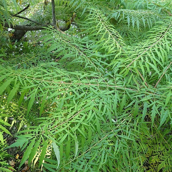 Sumac de virginie 'dissecta' pot de 3l/4l