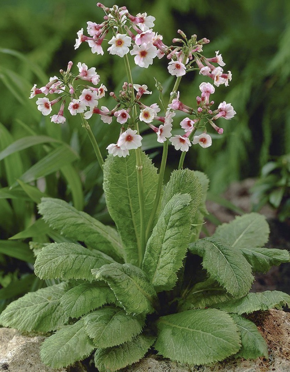 Primevère japonaise 'apple blossom' godet de 8/9 cm