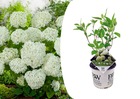 Hortensia strong annabelle - hydrangea - résistant - pot 19cm - hauteur 30-40cm