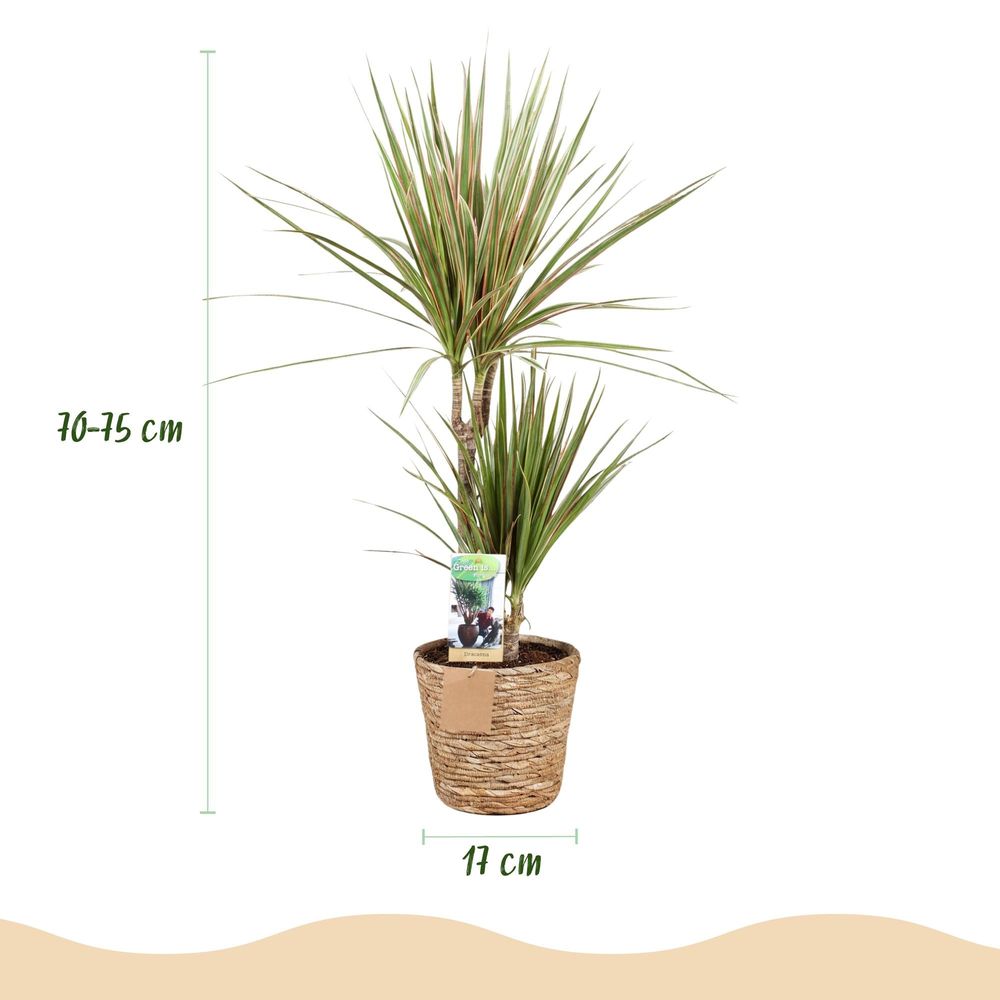 Dracaena marginata bicolor