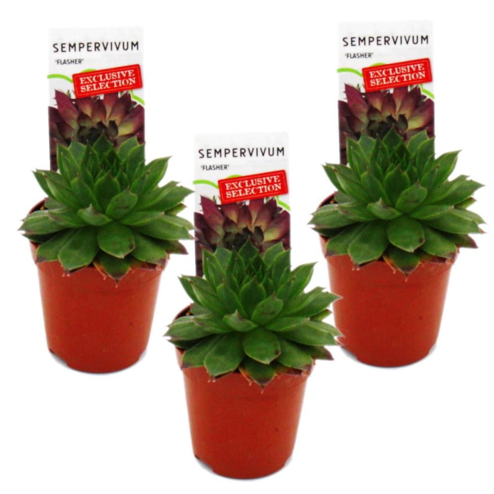 Joubarbe exclusive - sempervivum - variété de collection inhabituelle "flasher" - rareté - 3 plantes chacune dans un pot de 5,5 cm