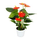 Petite fleur flamant rose - anthurium andreanum - bébé anthurium - mini plante - pot 7cm - floraison orange - orange champion