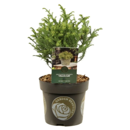 Cryptoméria du japon vilmorin gold - cryptomeria japonica vilmorin gold 15/25cm pot 2,5l