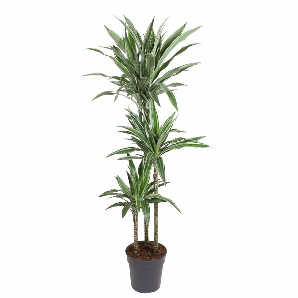 Dracaena warneckei - h100-140 cm - ø27 cm