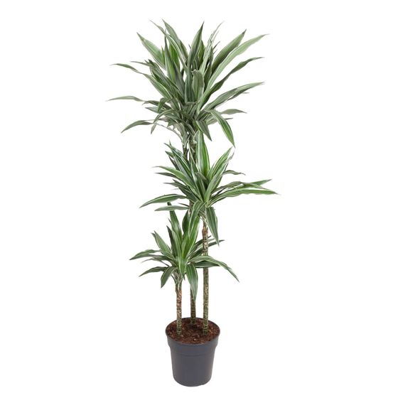 Dracaena warneckei - h100-140 cm - ø27 cm