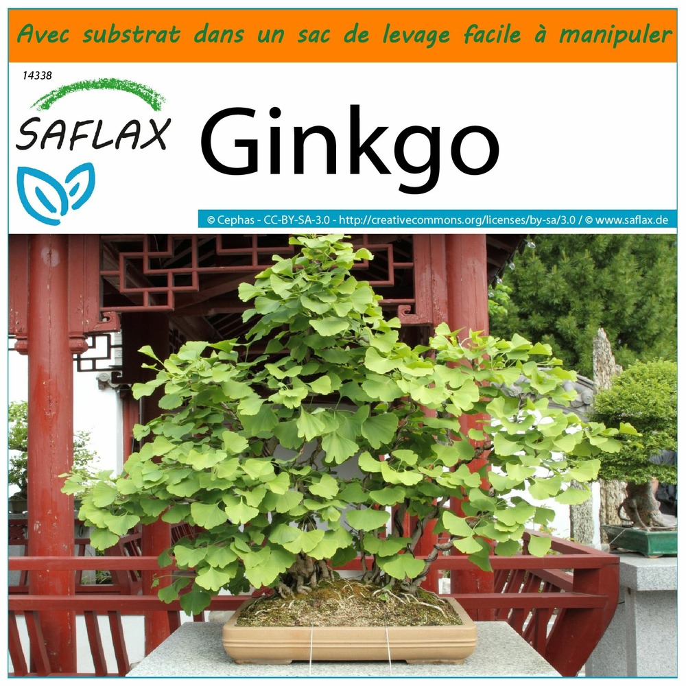 Garden in the bag - ginkgo - 4 graines - ginkgo biloba