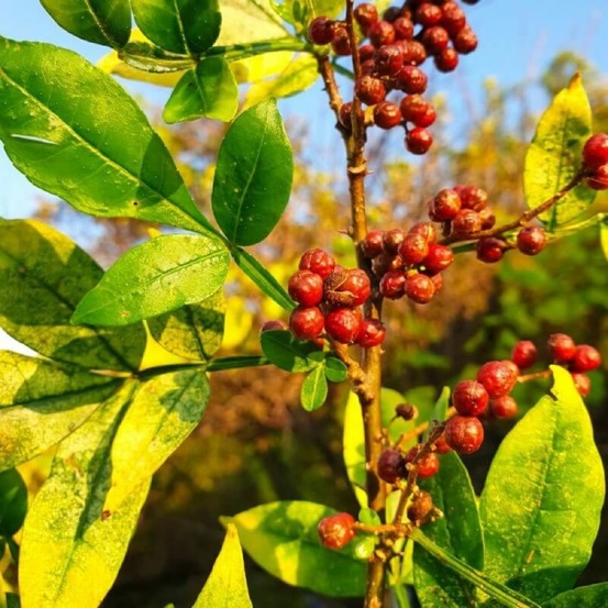 Poivrier du timut (zanthoxylum armatum)
