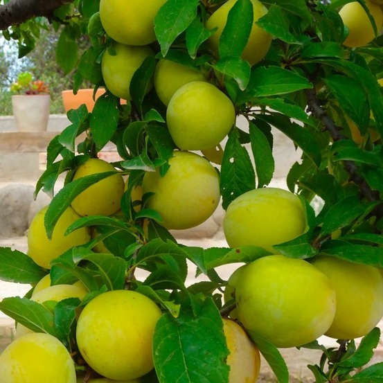 Prunier 'reine claude de bavay' (prunus domestica 'reine claude de bavay')