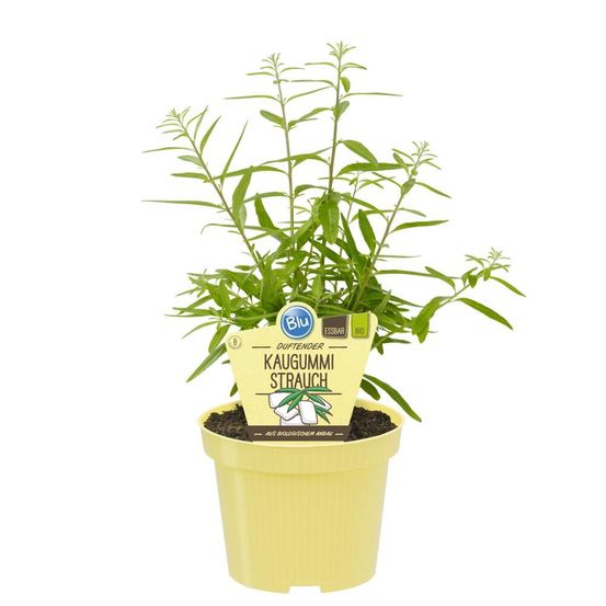 Arbuste à chewing-gum de qualité bio - lippia polystacha - plante aromatique en pot de 12 cm