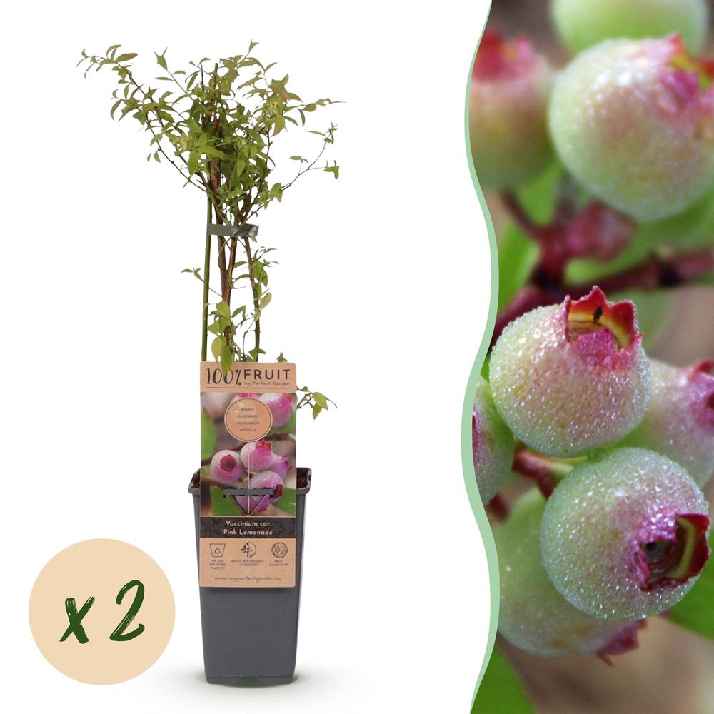 Myrtillier 'pink lemonade' - pot 15 cm - hauteur 50 cm
