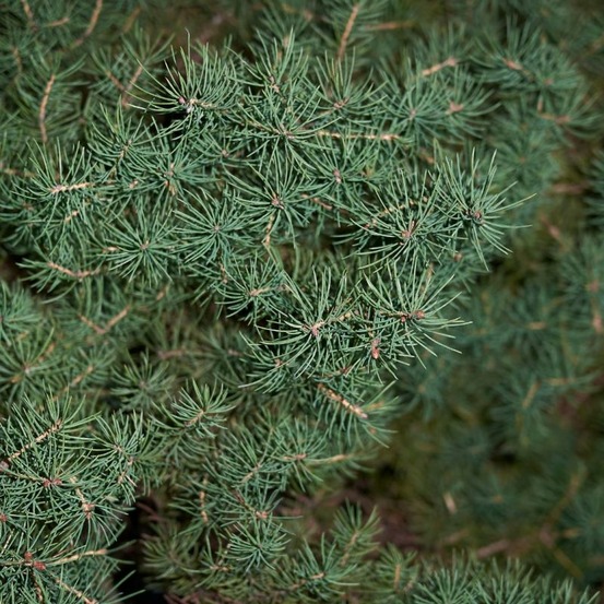 Épicéa blanc blue planet - picea glauca blue planet pot 5l