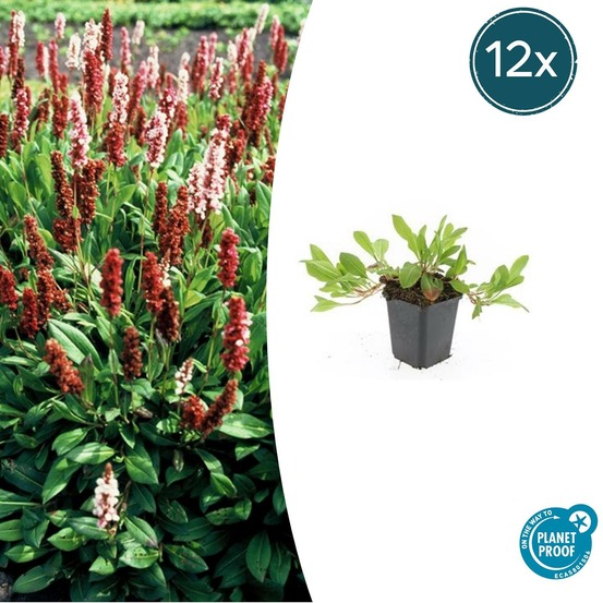 Renouée 'darjeeling red' x12 – entre 0,75 et 1m2