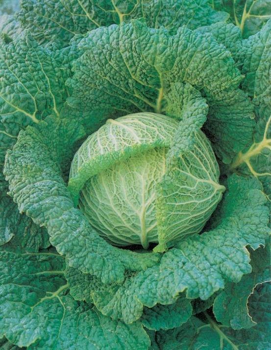 Chou de milan roi de l hiver - 3 g