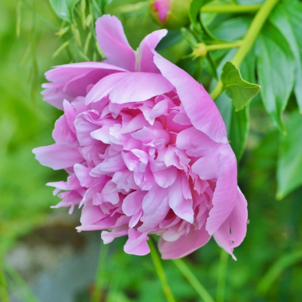 Pivoine herbacée alexander fleming pot de 2 litres