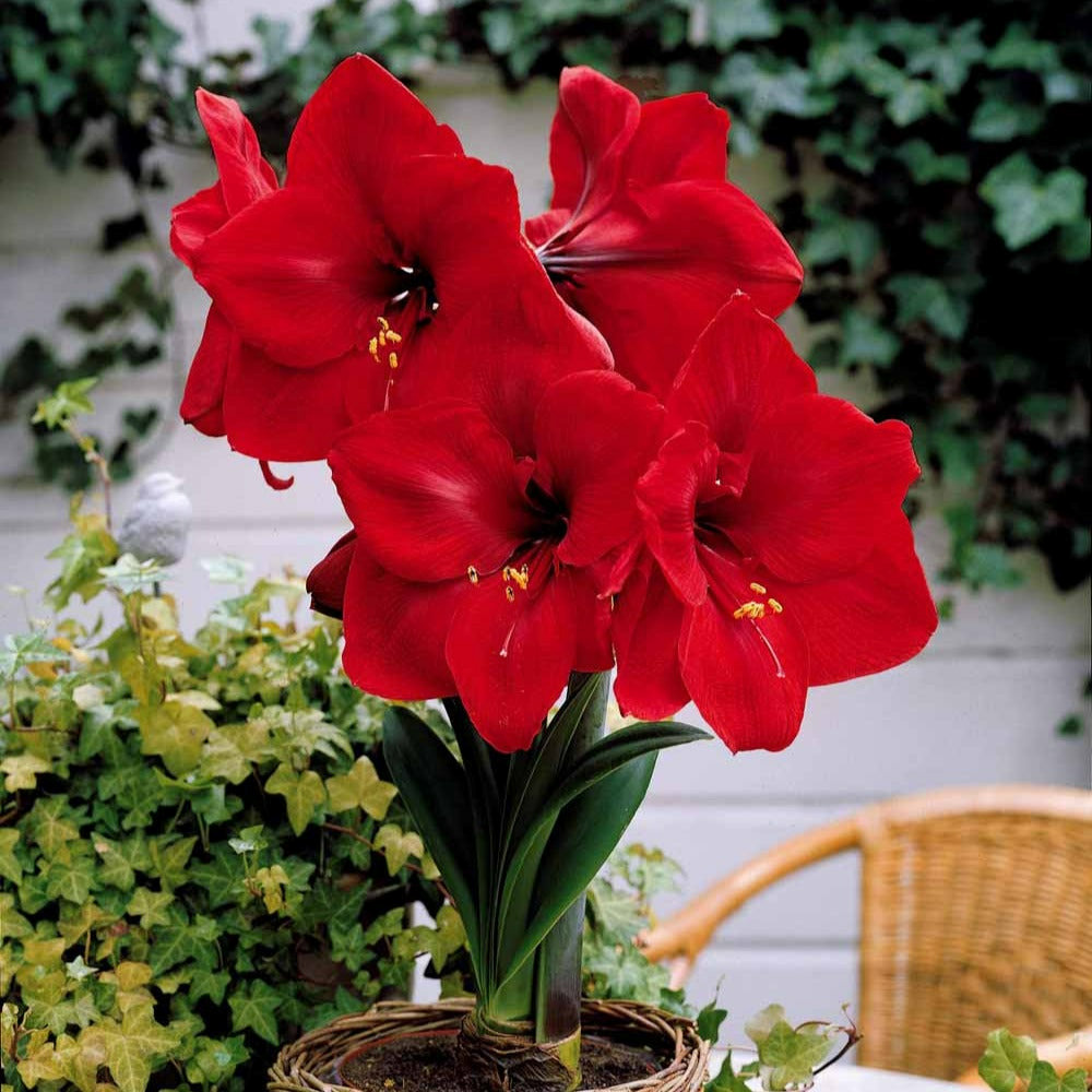 Amaryllis naine valencia - le sachet de 1 bulbe / circonférence 28-30cm, vendu par lot de 2