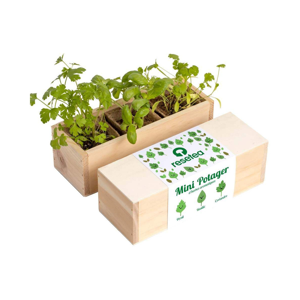 Mini potager d'herbes aromatiques herbes aromatiques